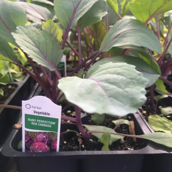 Red Cabbage - Veggie 6 Packs