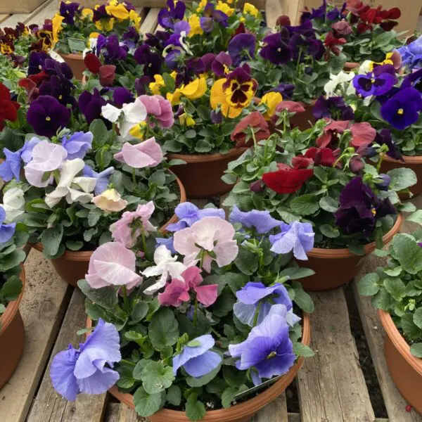 Assorted Pansy Bowls - Mixed Colours - Image 2