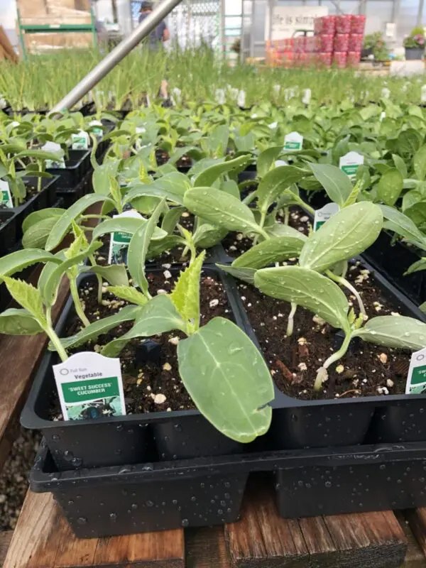 Cucumber - Veggie 6 Packs