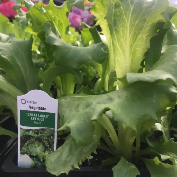 Green Lettuce - Veggie 6 Packs