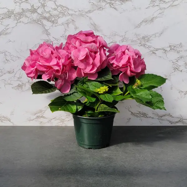 Easter Hydrangeas (Blue/Pink) - Image 3