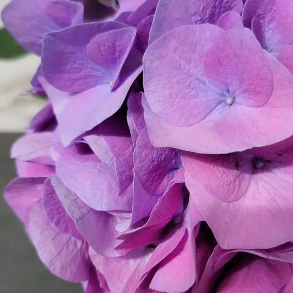 Easter Hydrangeas (Blue/Pink) - Image 4