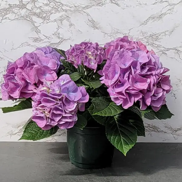 Easter Hydrangeas (Blue/Pink) - Image 6