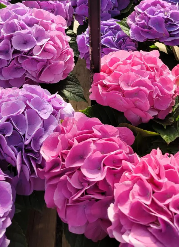 Easter Hydrangeas (Blue/Pink)