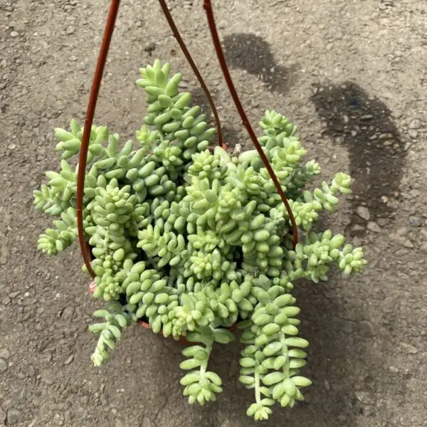 Donkey's Tail (Sedum Morganianum 'Donkey Tail') Hanging Baskets - Tropicals & Houseplants - Image 4