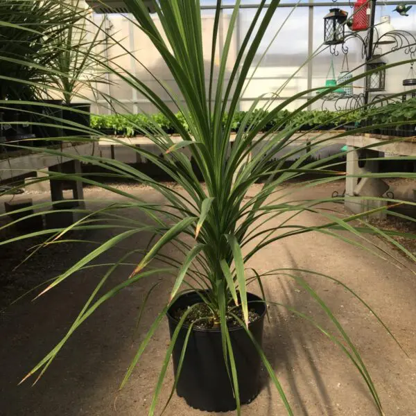 Dracaena ("Spikes") - Image 4