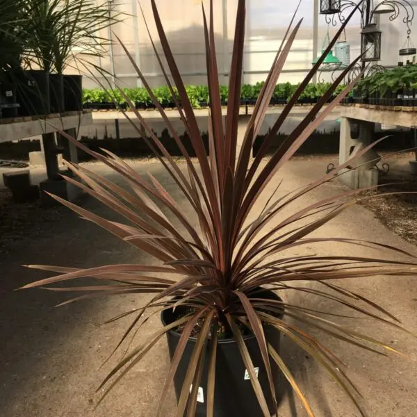 Dracaena ("Spikes") - Image 3