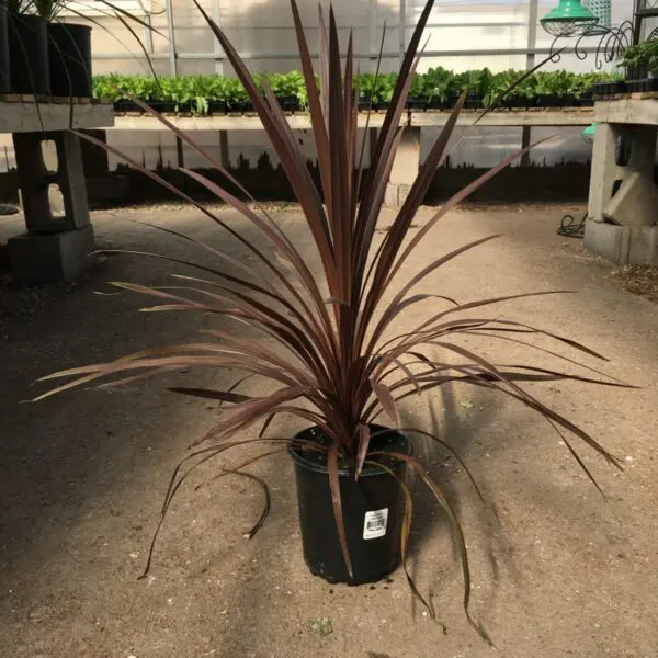 Dracaena ("Spikes") - Image 2
