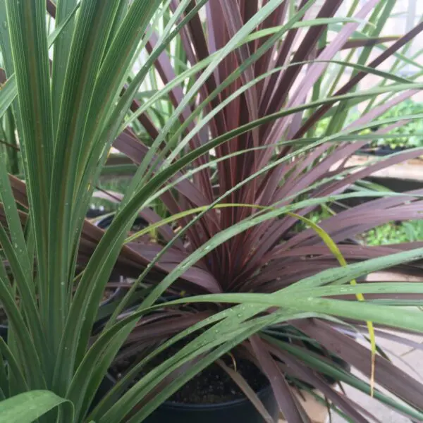 Dracaena ("Spikes")