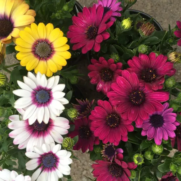 Osteospurmum (African Daisies)