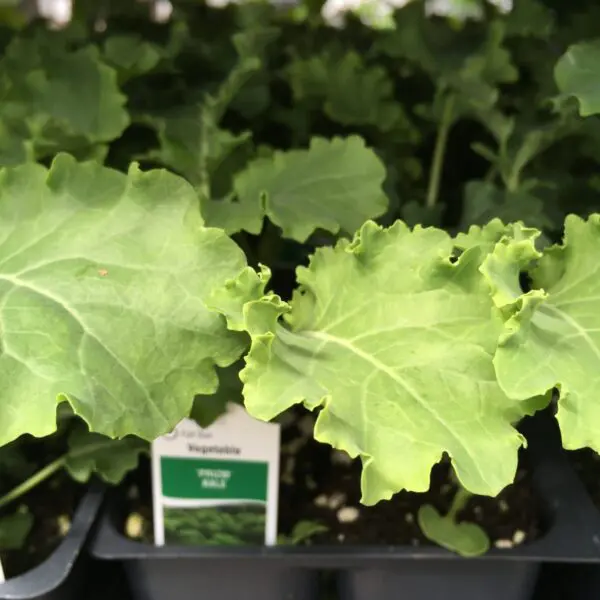 Kale - 4" Veggies