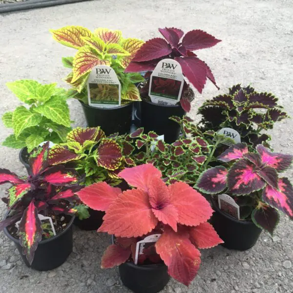 Coleus (Assorted)