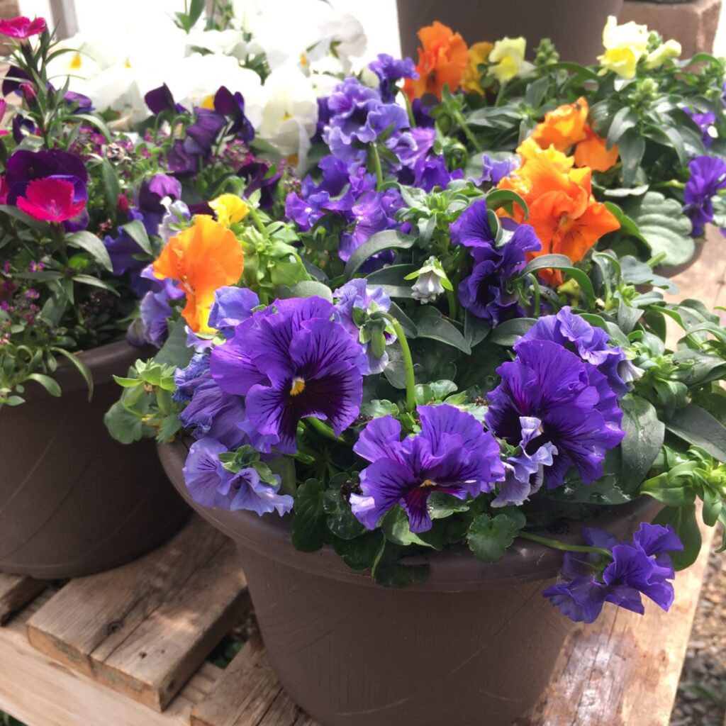 How To Pot Pansies at James Wadkins blog