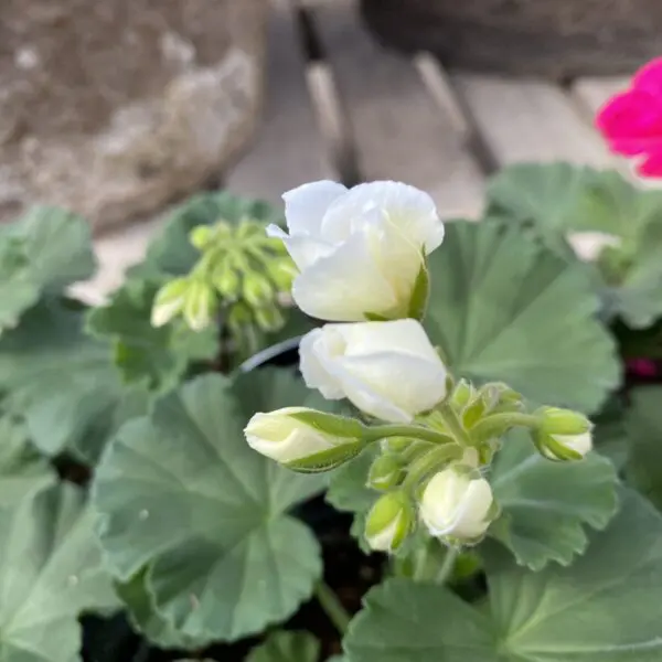 6" Zonal Geraniums (Red) - Image 7