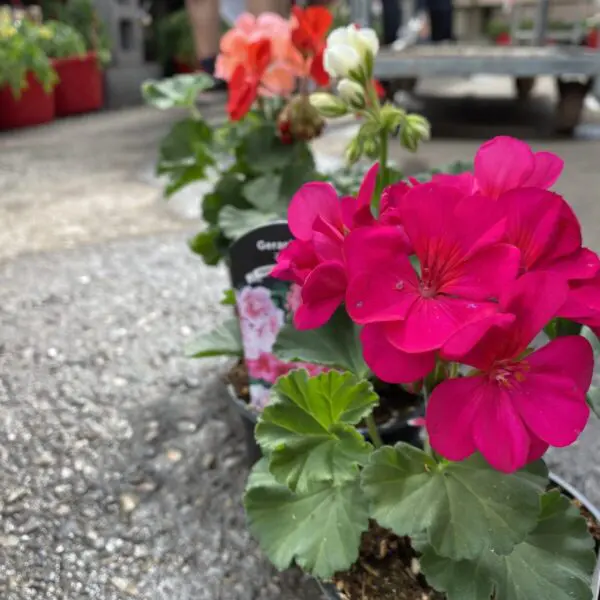 6" Zonal Geraniums (Red) - Image 5