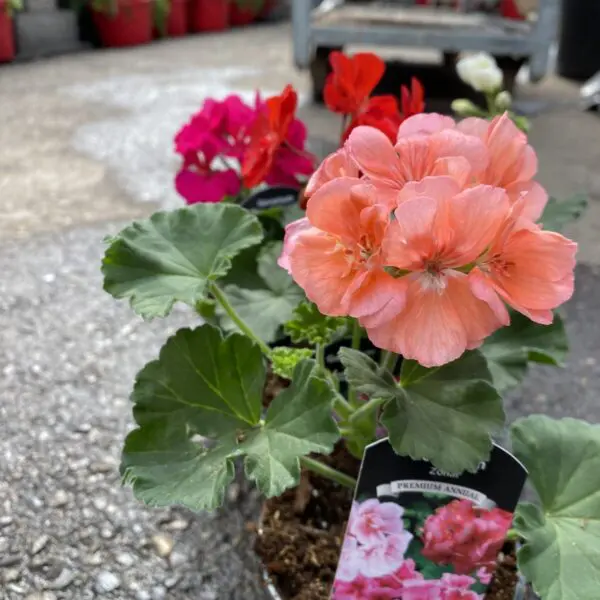 6" Zonal Geraniums (Red) - Image 4