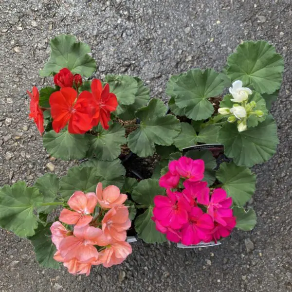 6" Zonal Geraniums (Red) - Image 3