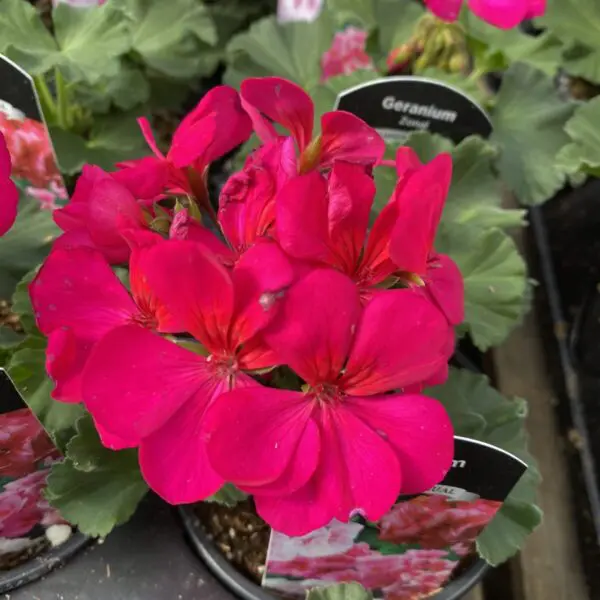 6" Zonal Geraniums (Red) - Image 6