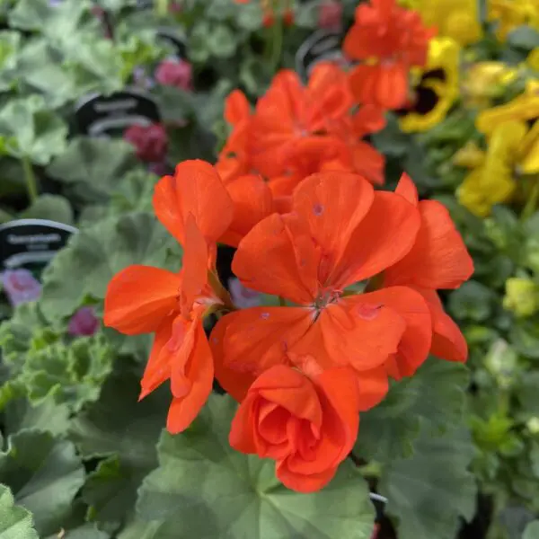 6" Zonal Geraniums (Red) - Image 8