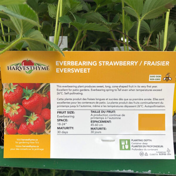 Strawberry Plant Jumbo Packs (Everbearing) - Image 3