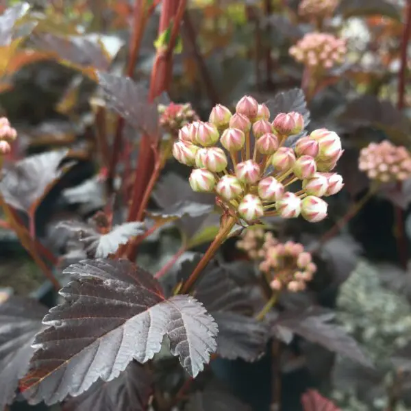 Diabolo Ninebark - Trees & Shrubs - Image 2