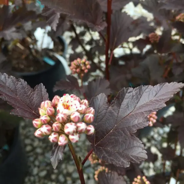 Diabolo Ninebark - Trees & Shrubs