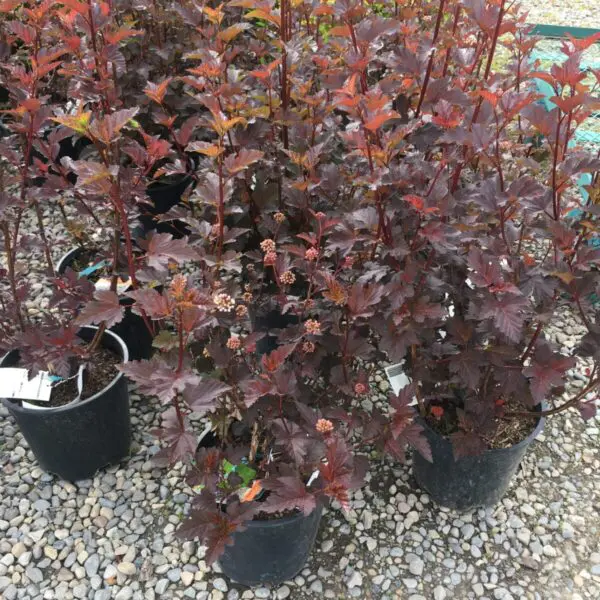 Diabolo Ninebark - Trees & Shrubs - Image 3