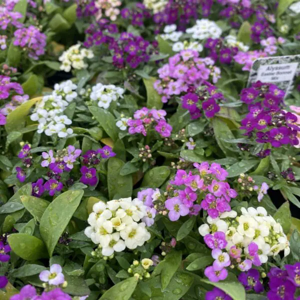 Alyssum (Bedding Packs)