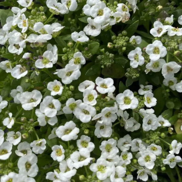 Alyssum (Bedding Packs) - Image 2