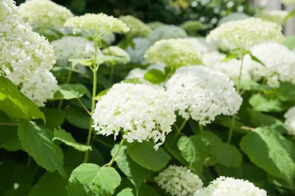 Anabelle Hydrangea - Trees & Shrubs