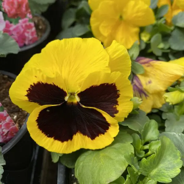 6" Zonal Geraniums (Red) - Image 9