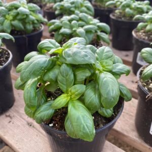 Basil Plants - Culinary Herbs