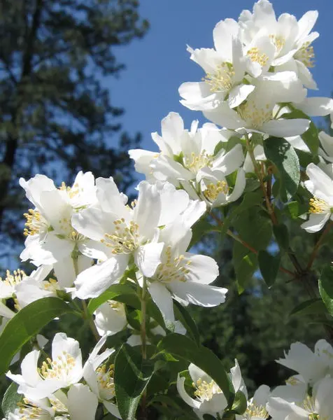 Blizzard Mock Orange - Trees & Shrubs