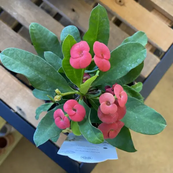 Euphorbia 'Milii' (Crown of Thorns) - Small Pots