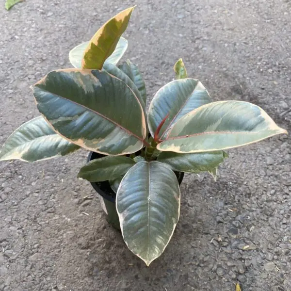 Ficus 'Tineke' (Ficus Elastica 'Tineke')