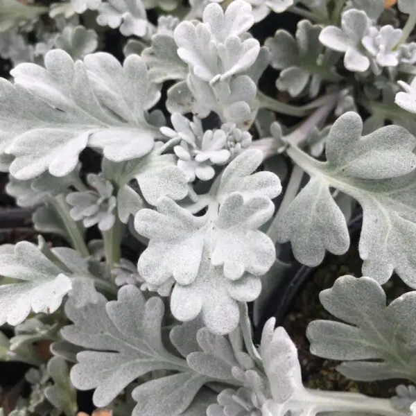Artemisia