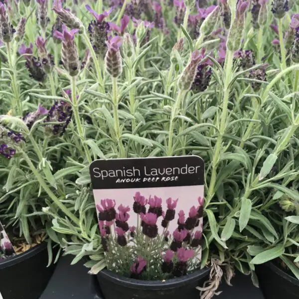 Spanish Lavender - Image 3