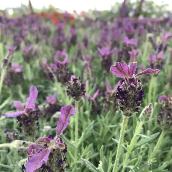 Spanish Lavender - Image 2