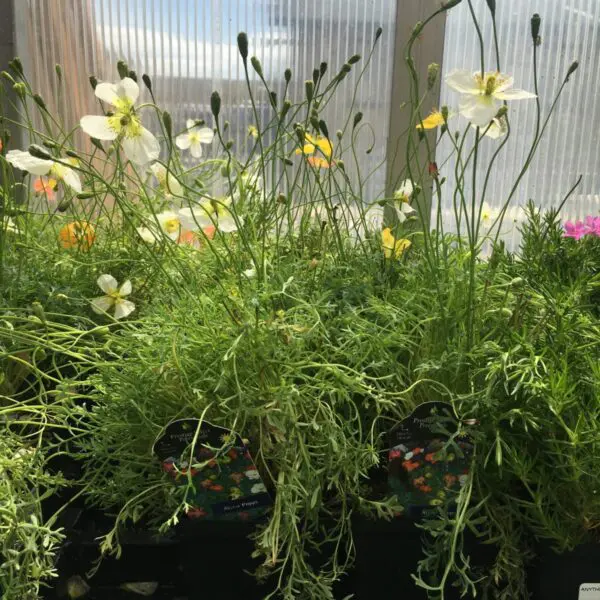 Alpine Poppy - Perennials