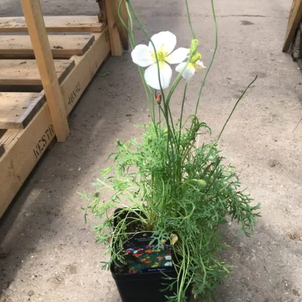 Alpine Poppy - Perennials - Image 4
