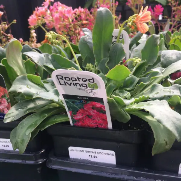 Pink Lewisa - Perennials - Image 4