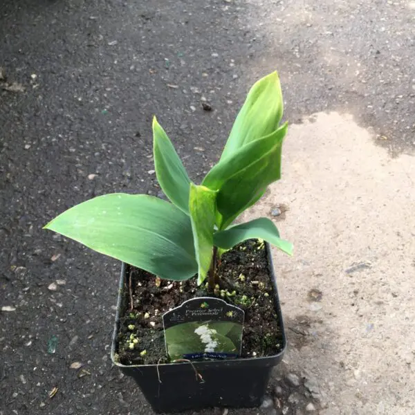 Lily of the Valley (Convallaria) - Perennials - Image 6