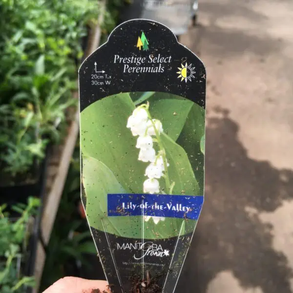 Lily of the Valley (Convallaria) - Perennials - Image 3