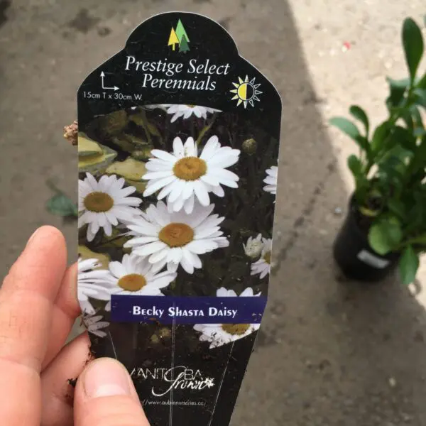 Becky Shasta Daisy - Perennials