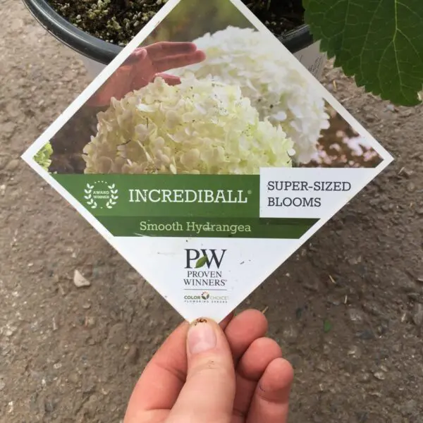 Incrediball Hydrandea - Trees & Shrubs - Image 4
