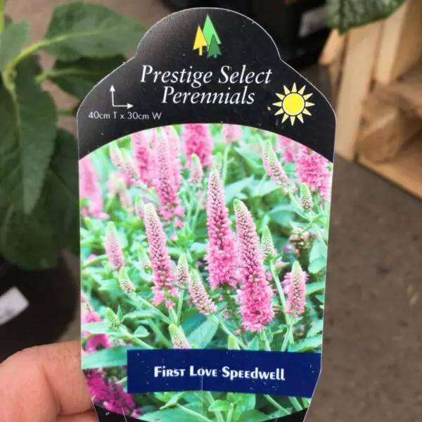 First Love Speedwell - Perennials