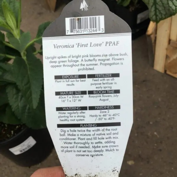 First Love Speedwell - Perennials - Image 2