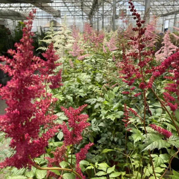 Astilbe - Perennials