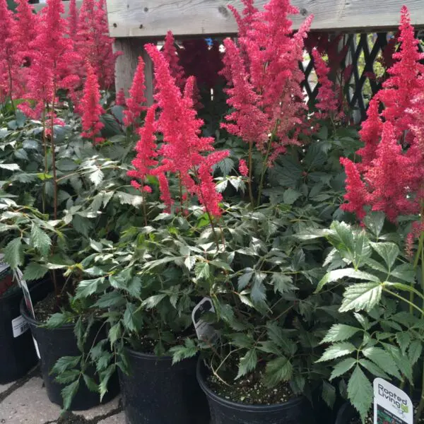 Fanal Astilbe - Perennials
