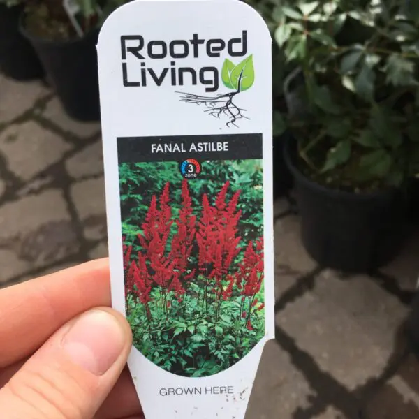 Fanal Astilbe - Perennials - Image 3
